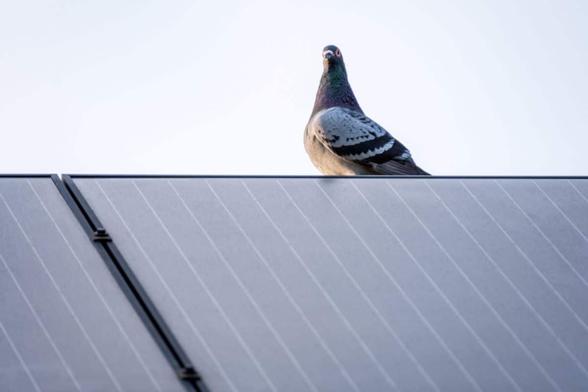 Bird Proofing For Solar Panels